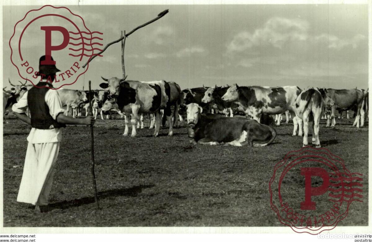 Postales: RPPC Kecskem&eacute;t-Bugac - TARKA GULYA - Foto 1