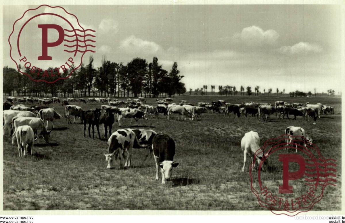 Postales: RPPC Kecskem&eacute;t-Bugac - TARKA GULYA