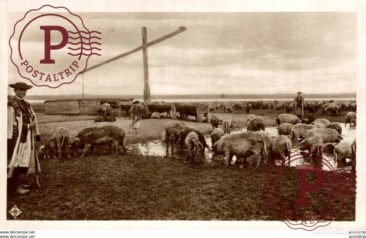 Postales: UNGARN - Elet a Hortob&aacute;gyon: Sert&eacute;s konda. - - Hongrie - Vie dans la Puszta : Troupeau de porcs