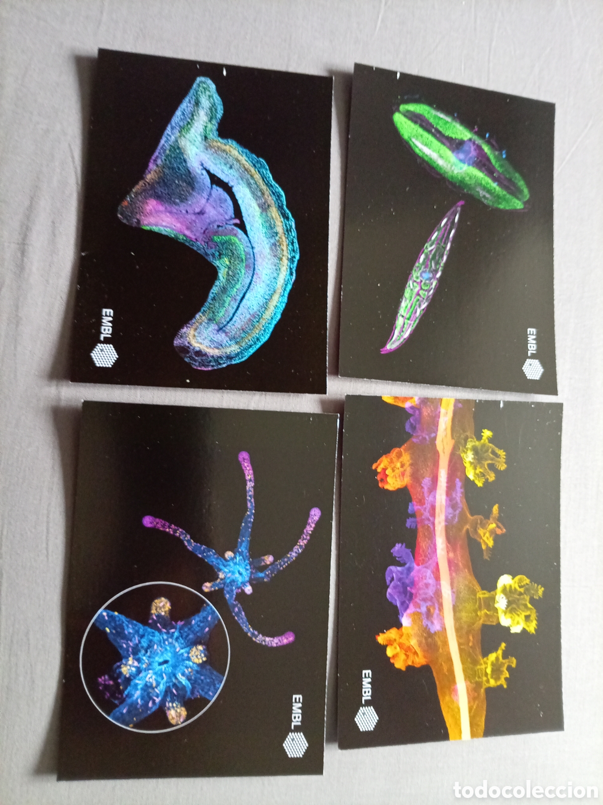 Postcards: Lote 4 postales cient&iacute;ficas EMBL Heidelberg. Fluorescencia. Laboratorio Europeo Biolog&iacute;a Molecular.