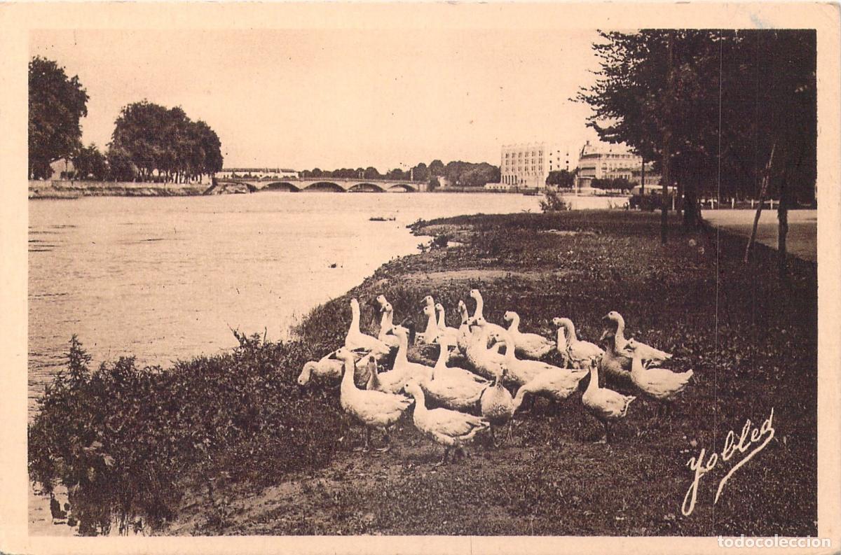 Cartoline: Postal de Dax, orillas del r&iacute;o Adour con gansos, Francia