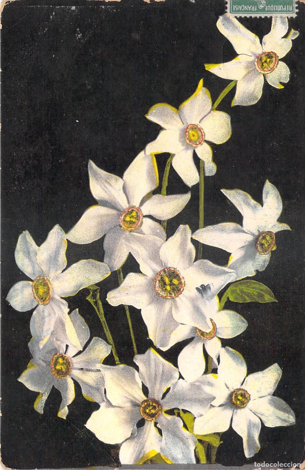 Postkarten: Postal con ilustraci&oacute;n de flores de narcisos sobre fondo negro