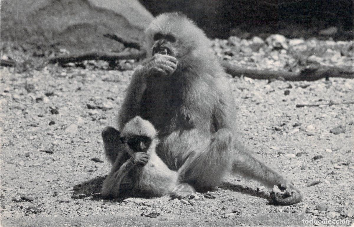 Postales: Postal del Zool&oacute;gico de Vincennes, Paris - Gib&oacute;n con su cr&iacute;a
