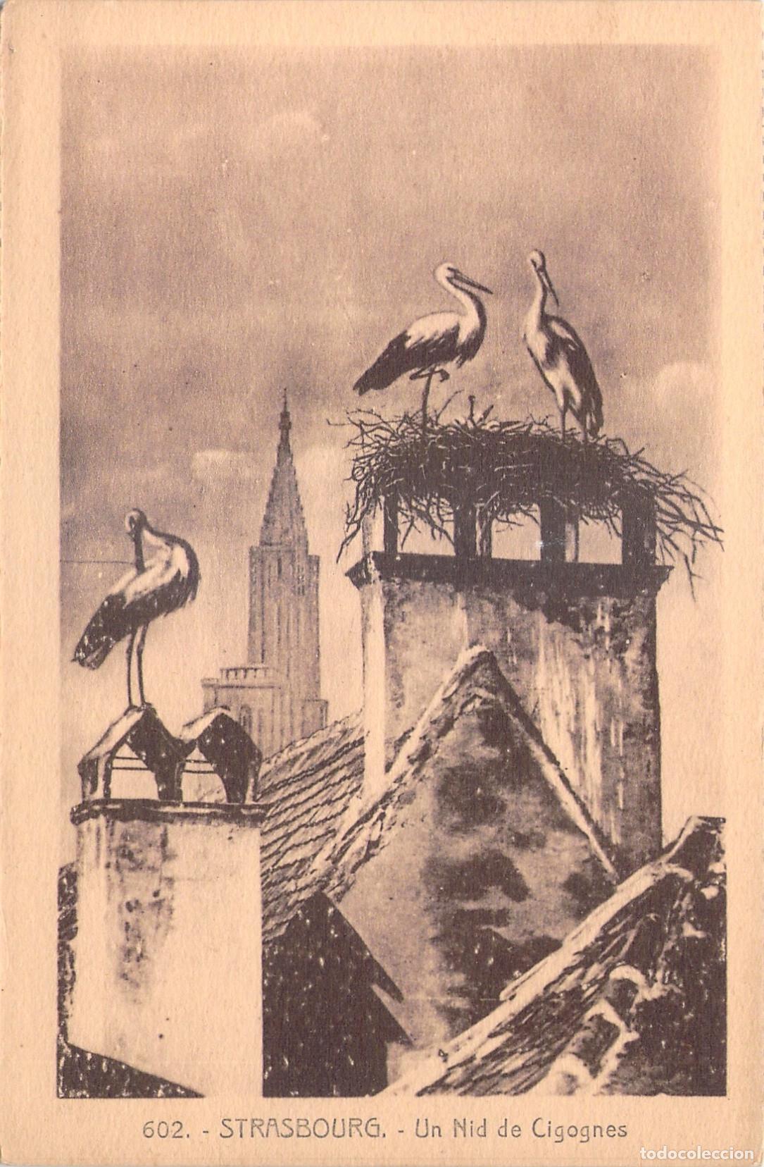 Cartes Postales: Postal de Estrasburgo con nido de cig&uuml;e&ntilde;as sobre los tejados