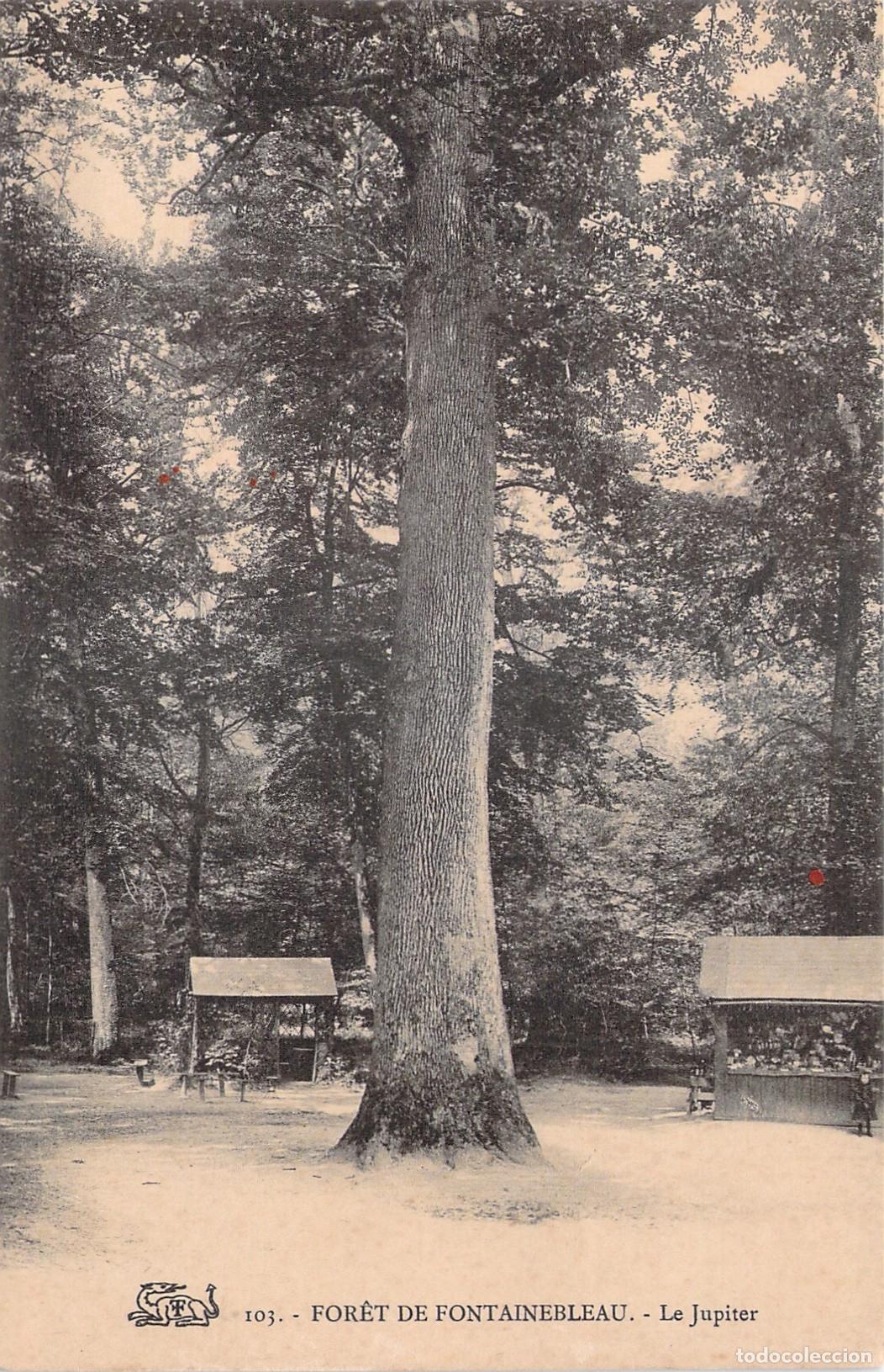 Cartoline: Postal de For&ecirc;t de Fontainebleau, &aacute;rbol Le Jupiter