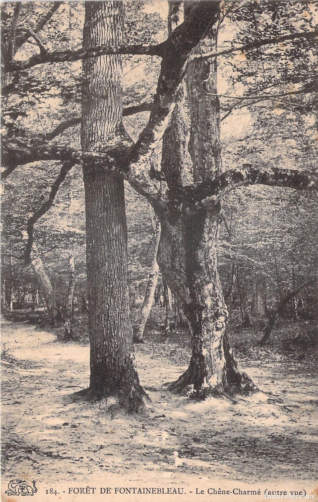 Cartoline: Postal de la For&ecirc;t de Fontainebleau, el famoso Ch&ecirc;ne-Charm&eacute;