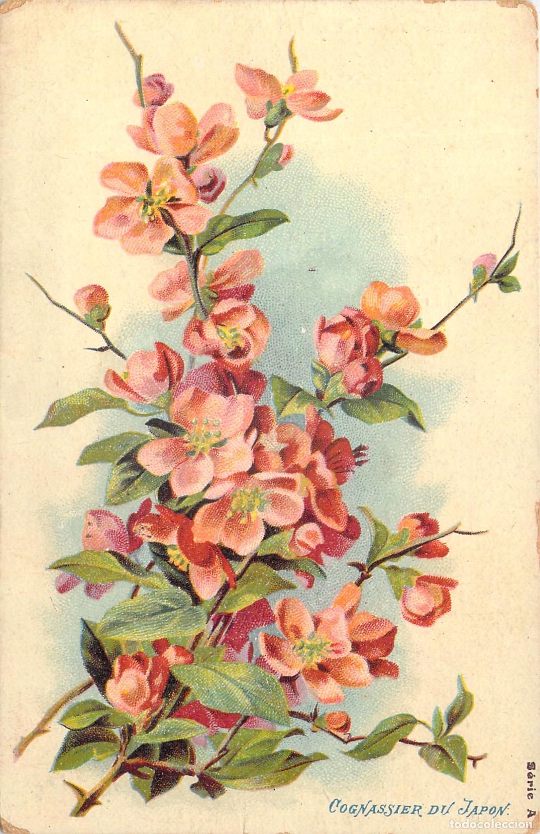 Postales: Postal con ilustraci&oacute;n de flores de membrillo japon&eacute;s
