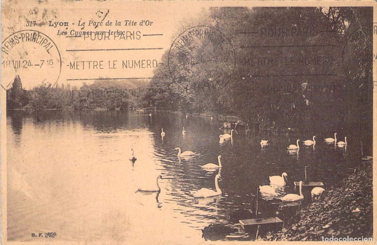 Postais: Postal de Lyon Parc de la T&ecirc;te d'Or con Cisnes