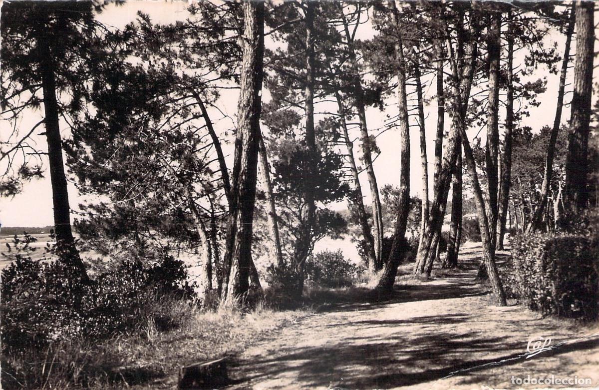 Postales: Postal de Hossegor, bosque de pinos junto al lago en Francia