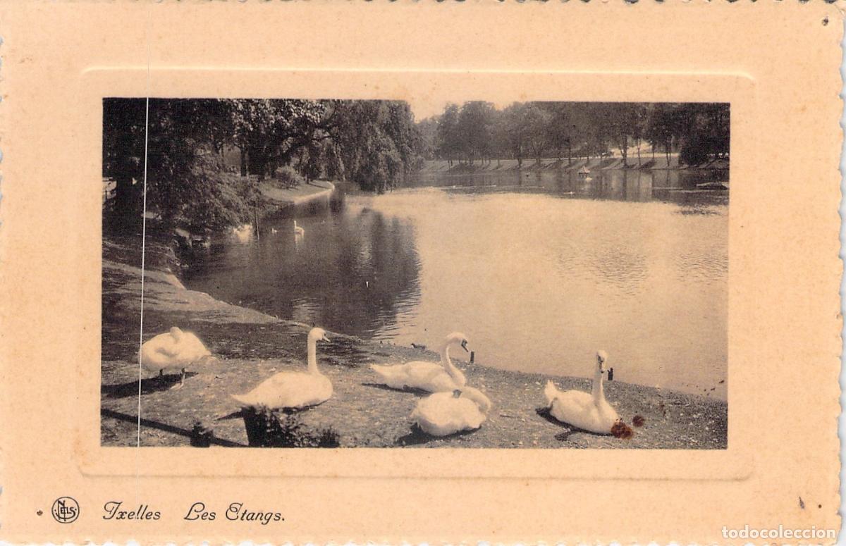 Postcards: Postal de los estanques de Ixelles en Bruselas con cisnes