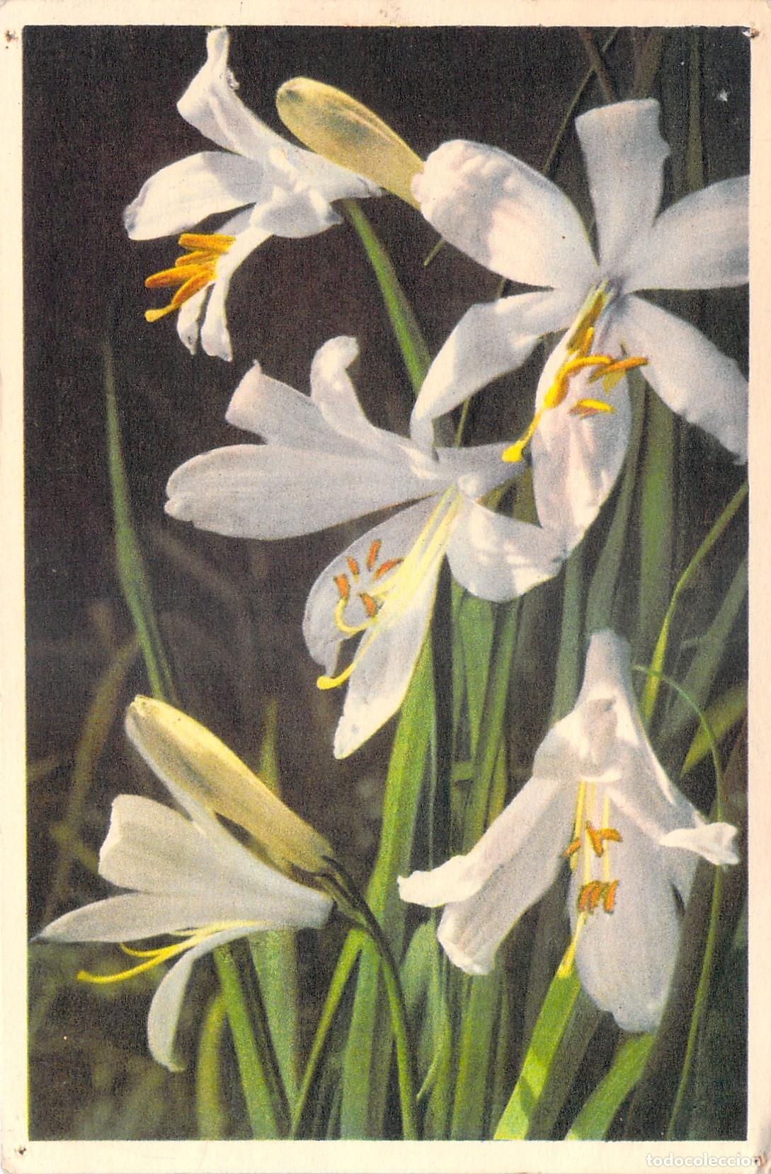Postales: Postal de Lirio Alpino Paradis&iacute;a Liliastrum de Suiza
