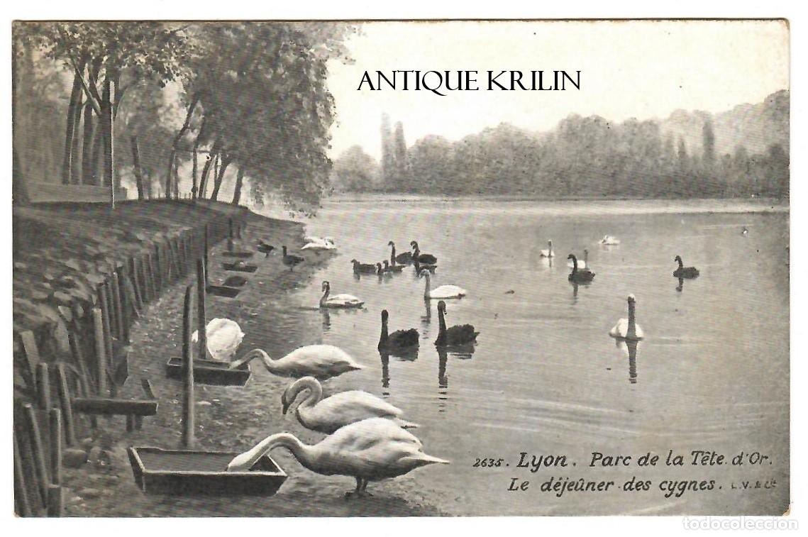 Postales: FRANCE / LYON N&ordm; 2635 PARC DE LA T&Ecirc;TE D'OR . D'EJE&Ucirc;NER DES CYGNES / EDI. L.V. & CIE. / SIN FRANQUEAR