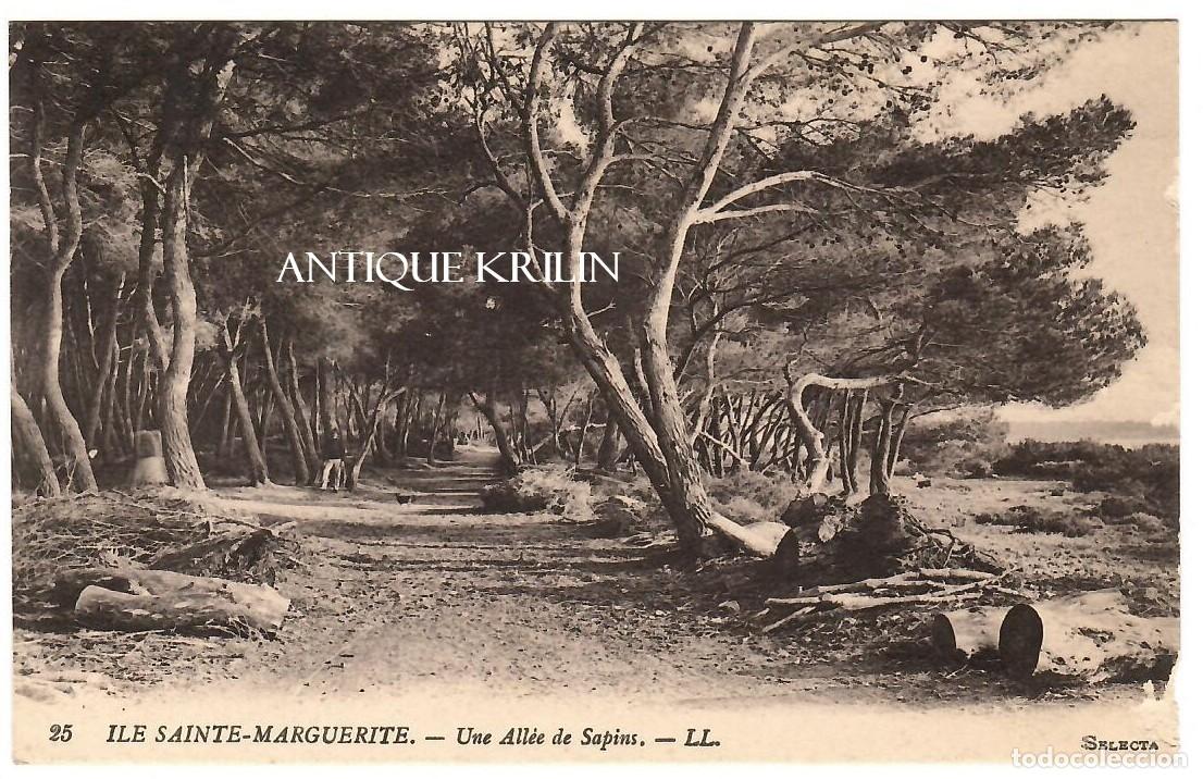 Postales: FRANCE / ILE SAINTE-MARGUERITE N&ordm; 25 UNE ALL&Eacute;E DE SAPINS / EDITION L.L. / SIN FRANQUEAR