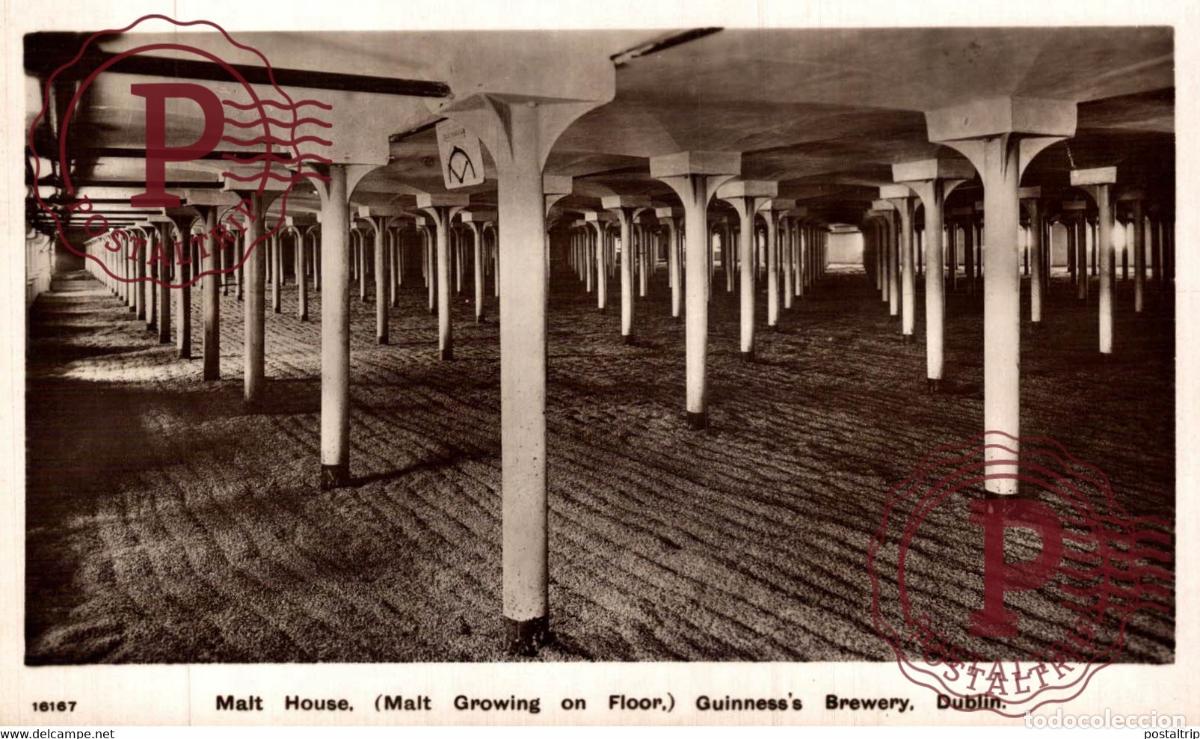 Postales: House Malt Growing on Floor Guinnesss Brewery MALTA