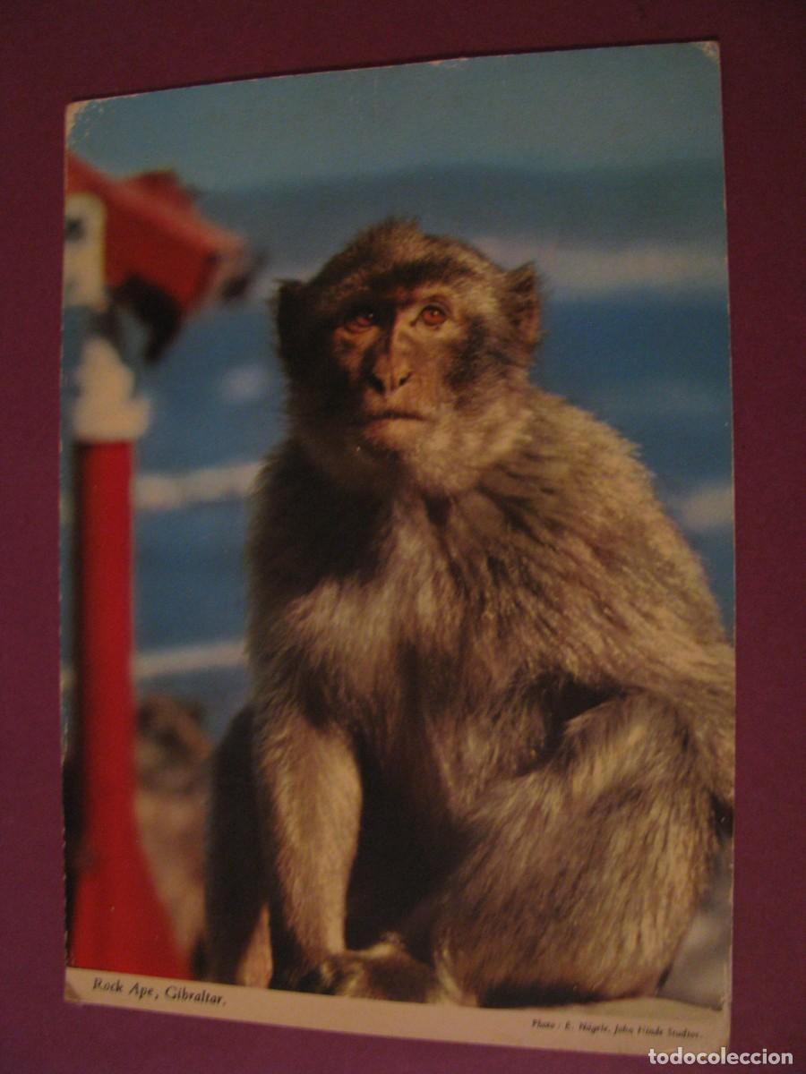 Postales: POSTAL DE GIBRALTAR. ROCK APE. JOHN HINDE.