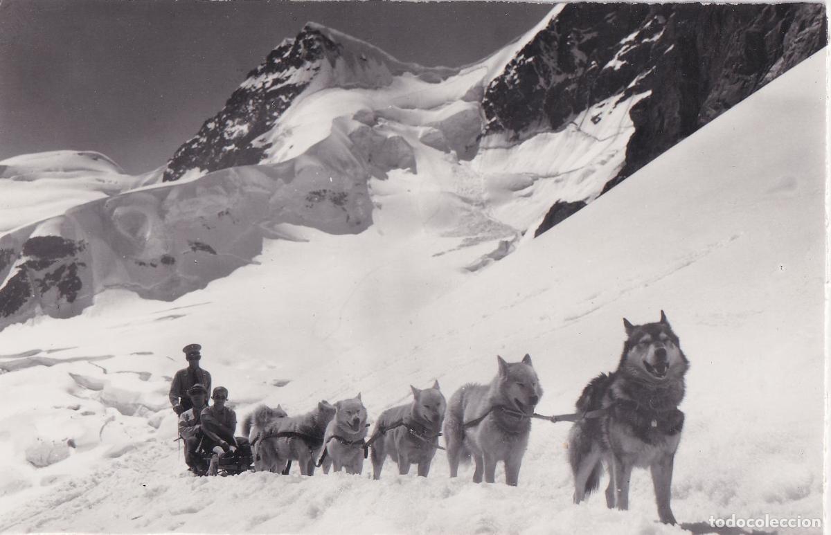 Postales: SUIZA, ALPES, GLACIAR JUNGFRAUJOCH, PERROS DE TRINEO (POLARHUNDE) &ndash; S/C