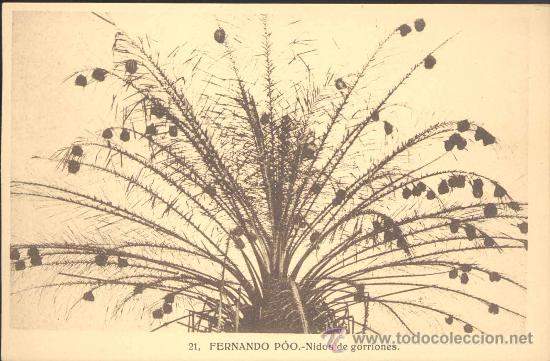 Postales: FERNANDO POO.- NIDOS DE GORRIONES - Foto 1