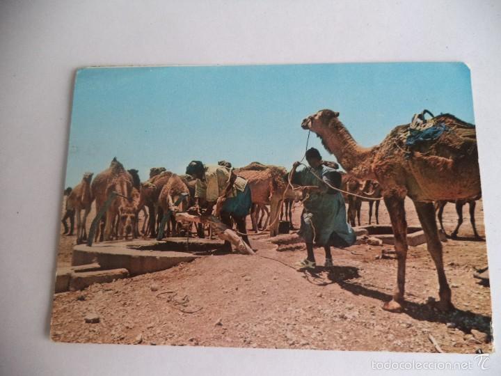 Postales: Sahara camellos abreviando - Foto 1
