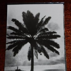 Postales: FOTO POSTAL DE GUINEA ESPAÑOLA, PALMERA, FOTO H. GARCIA, NO CIRCULADA.. Lote 104274819