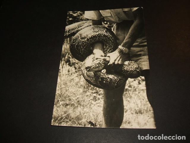 Postales: GUINEA ESPA&Ntilde;OLA BOA CONSTRICTOR - Foto 1