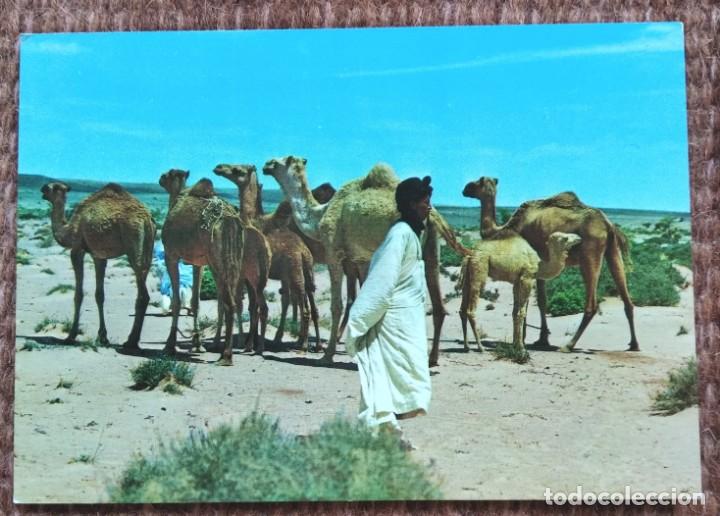 Postales: SAHARA - MANADA DE CAMELLOS - Foto 1