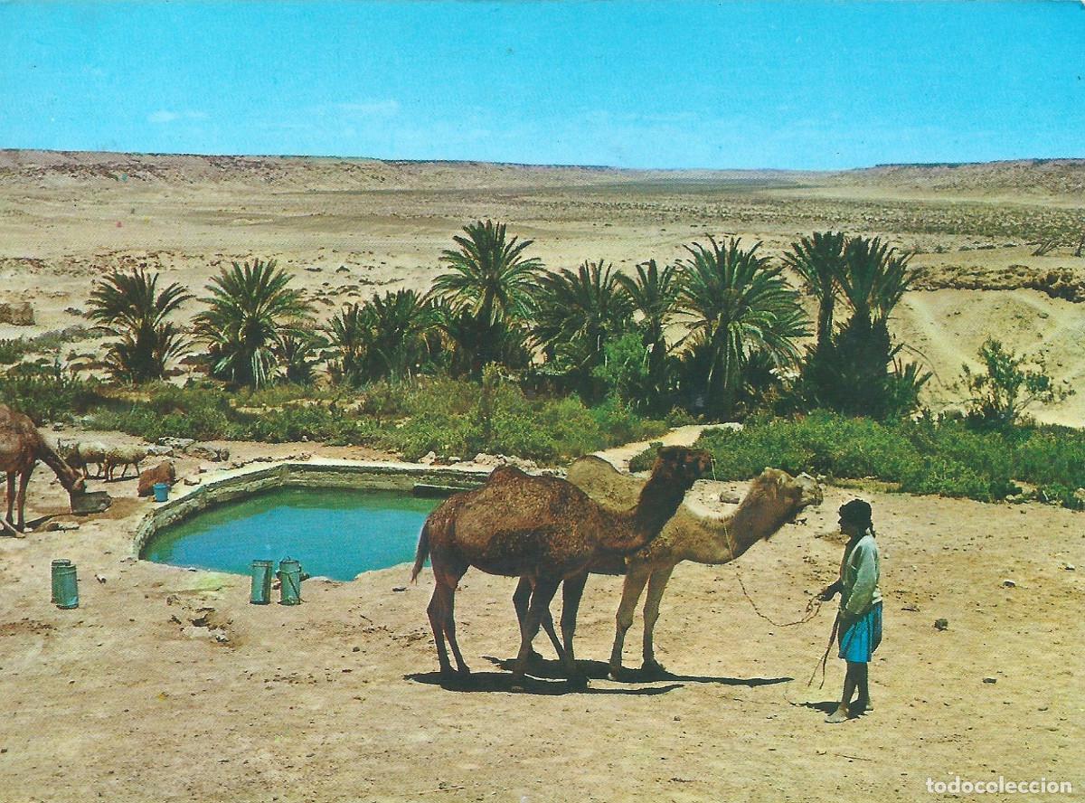 Postales: SAHARA OASIS DEL MESEIED - Foto 1