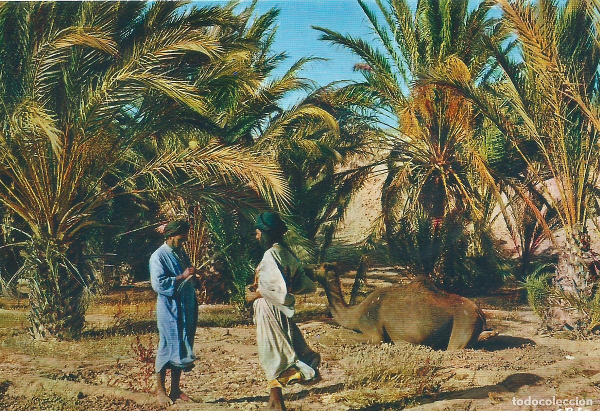 Postales: SAHARA EL OASIS DE MESSEIED - Foto 1