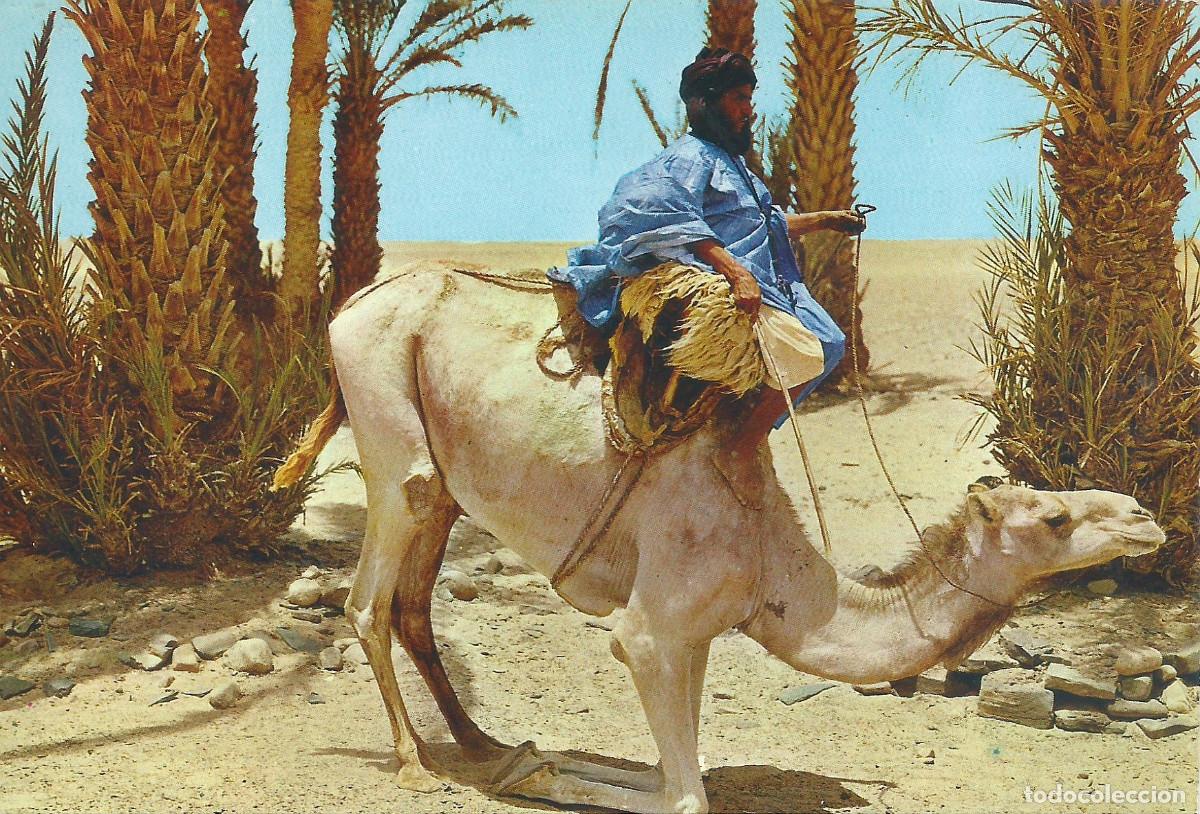 Postales: postal sahara: camello barracando - Foto 1
