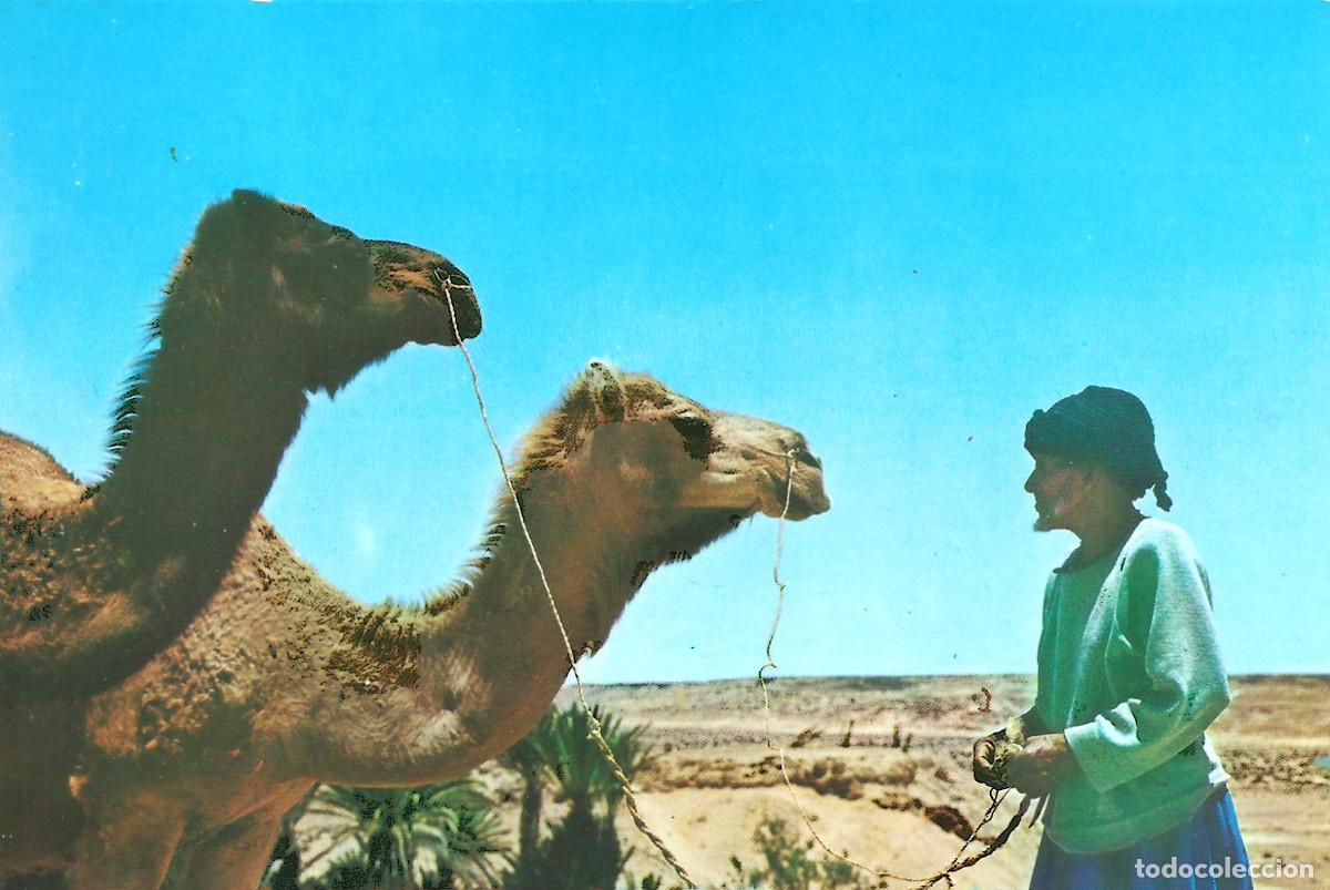 Postales: SAHARA ESPA&Ntilde;OL PARADA EN EL OASIS - Foto 1