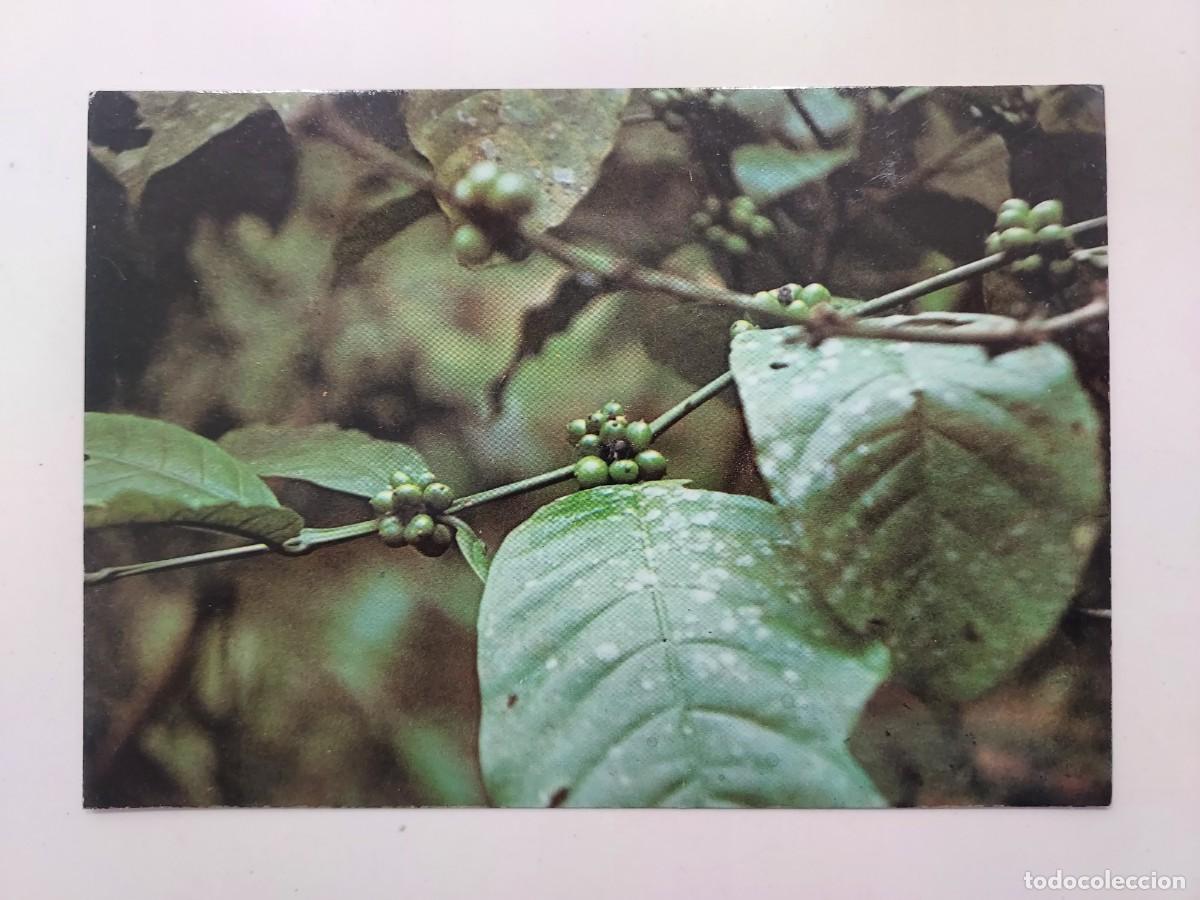 Postales: POSTAL GUINEA ECUATORIAL CAFE. SIN CIRCULAR - Foto 1