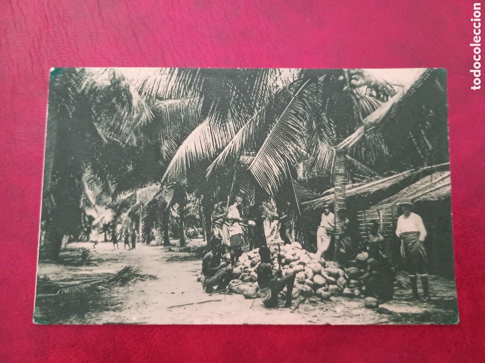 Postales: GUINEA CONTINENTAL ESPA&Ntilde;OLA - UNA FINCA DE COCOS - PUBLICACIONES PATRI&Oacute;TICAS