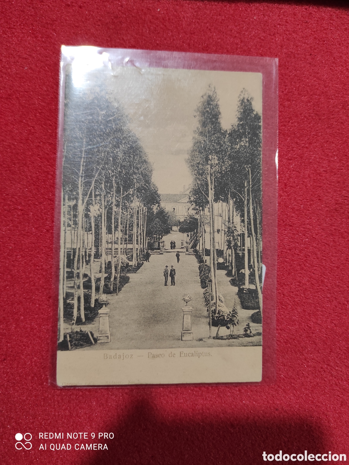 Postales: Postal Badajoz - Paseo de Eucaliptus - Foto 1