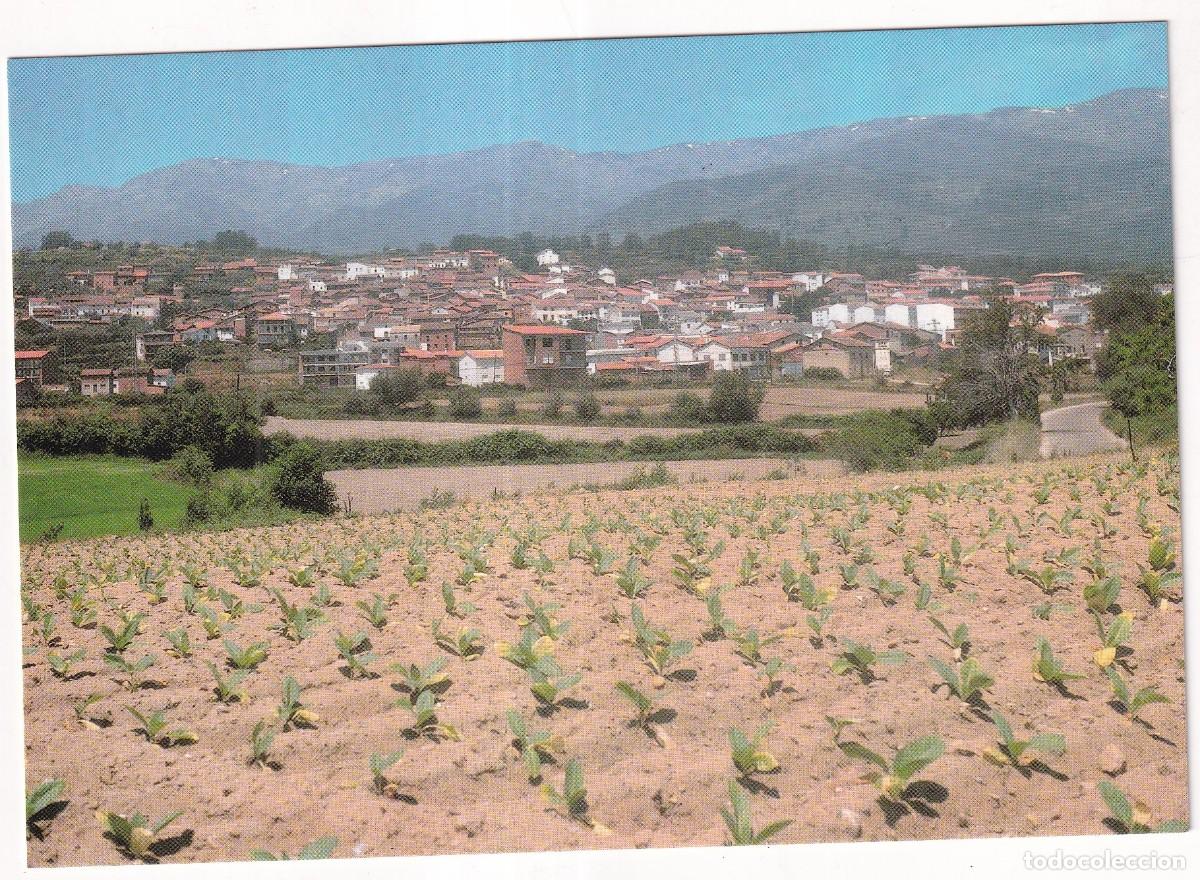 Postales: 374 Madrigal de la Vera. C&aacute;ceres. Plantaci&oacute;n de Tabaco y vista general. Juli&aacute;n Ropero y M&ordf; Cruz tena