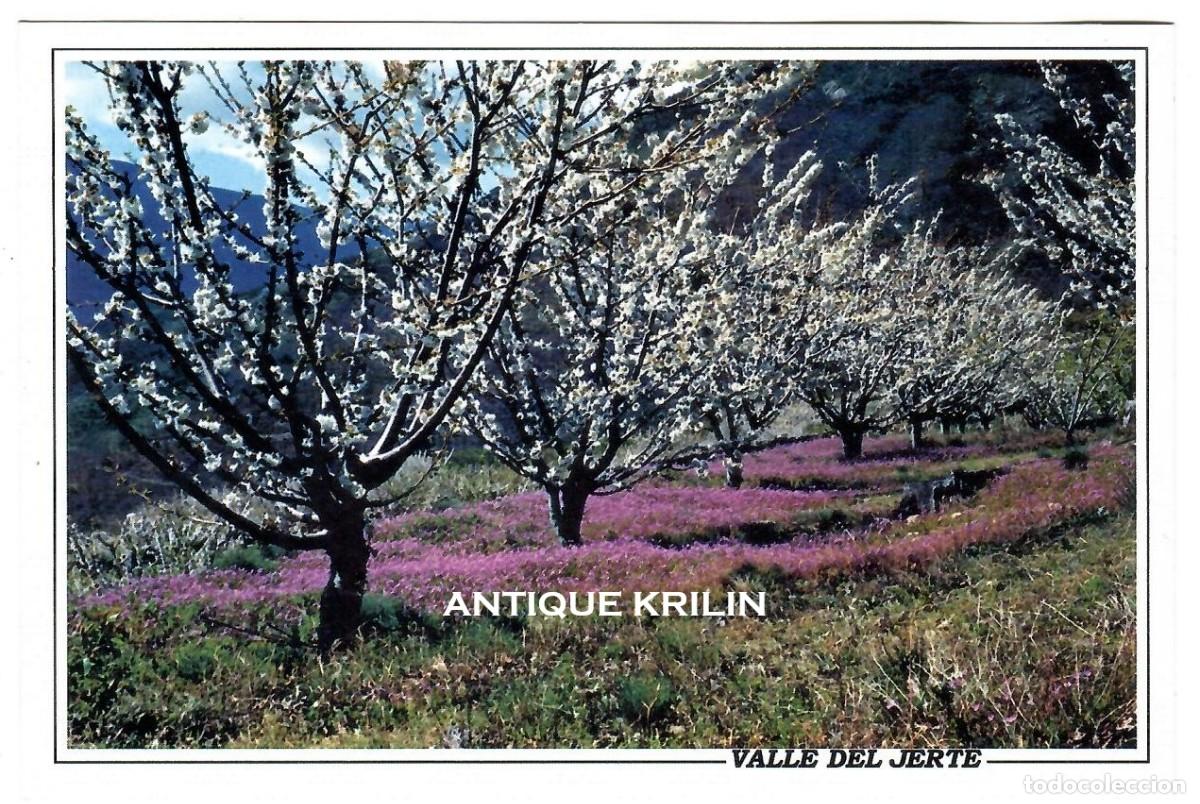 Postales: VALLE DEL JERTE / SIN EDITOR / SIN FRANQUEAR