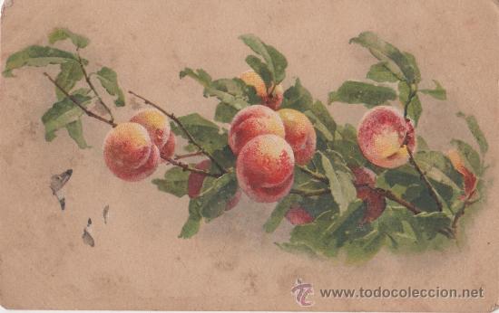 Postales: 1900 - Foto 1