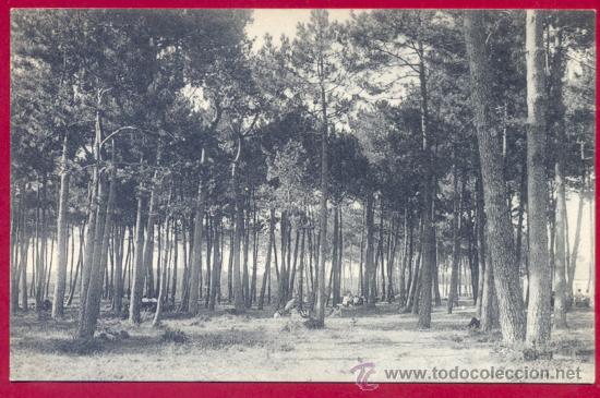 Postales: BALNEARIO DE LA TOJA. Bosque de Pinos llamado de la Fuente inmediato al Gran Hotel.
