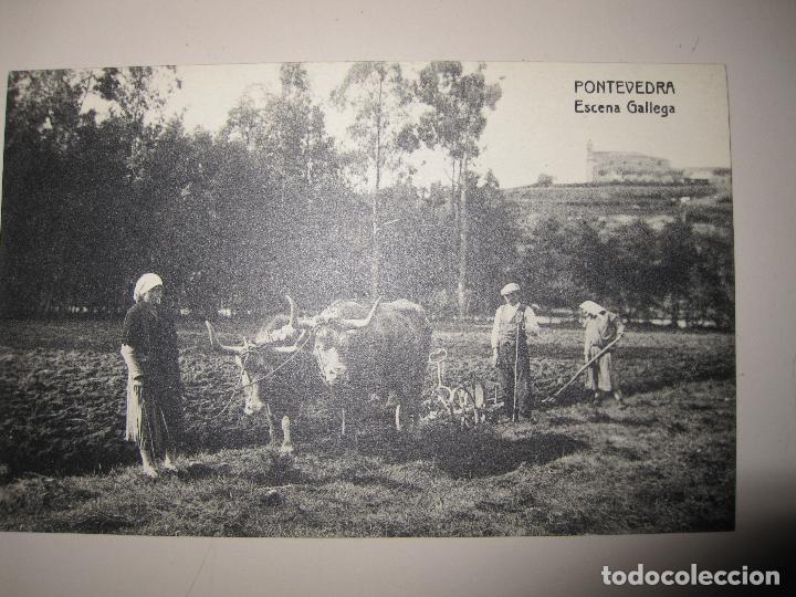 Postales: Postal Pontevedrta. Escena Gallega. Sin circular. Sin editor