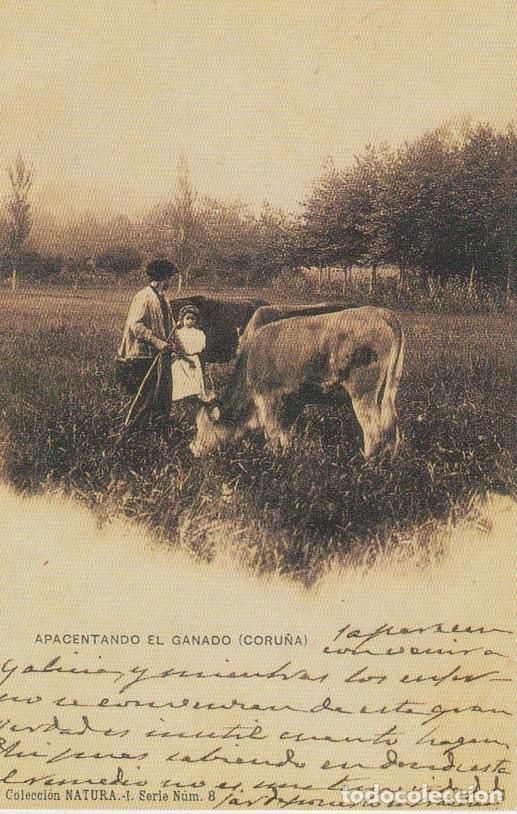 Postales: POSTAL APACENTANDO EL GANADO (CORU&Ntilde;A). REPRODUCCI&Oacute;N LA OPINI&Oacute;N