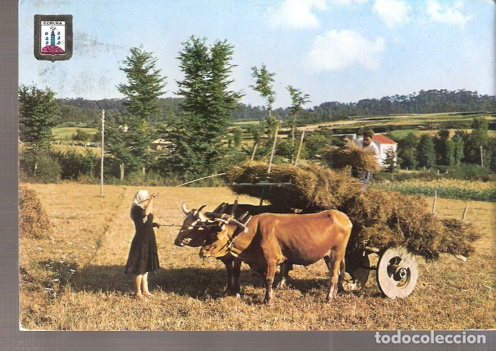Postales: Rinc&oacute;n t&iacute;pico. Bueyes. La Coru&ntilde;a. - Foto 1