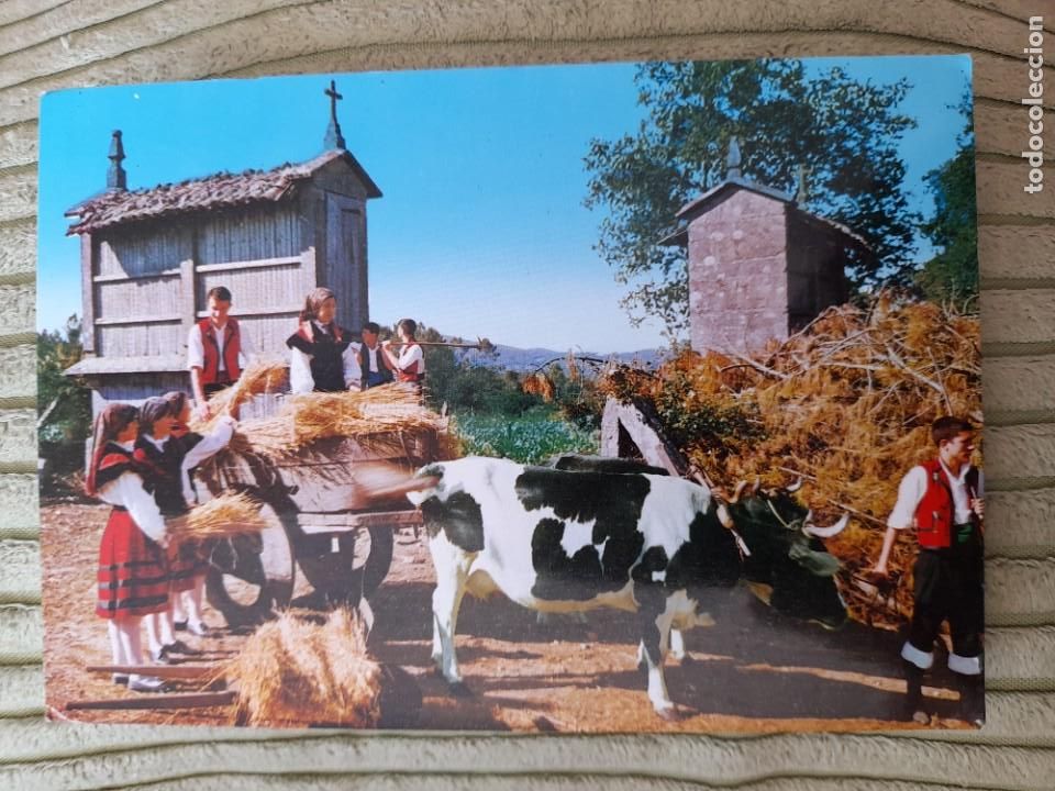 Cartes Postales: 4 FOLKLORE GALLEGO ACOMODANDO EL TRIGO EDICIONES ALARDE 1964