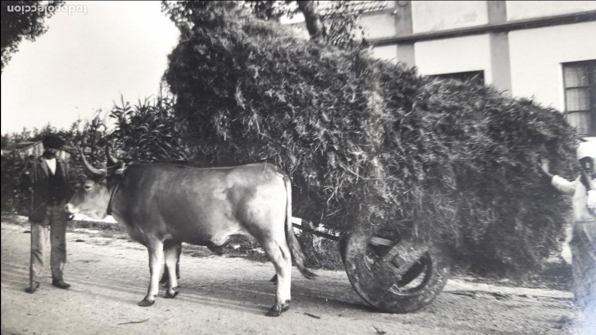 Postales: Galicia. Carro T&iacute;pico. - Foto 2
