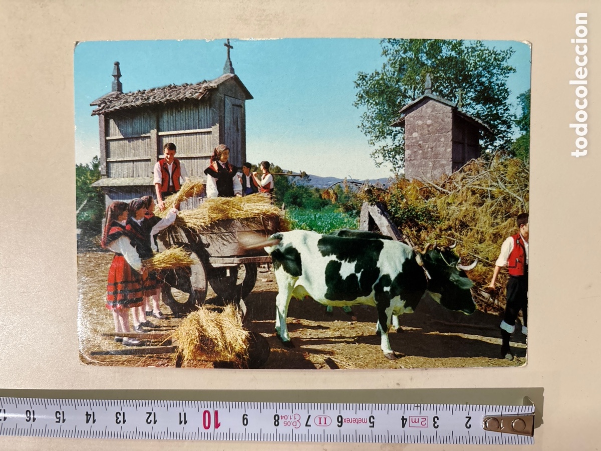Postkarten: POSTAL. GALICIA. FOLKLORE GALLEGO. ACOMODANDO EL TRIGO. ED. ALARDE.