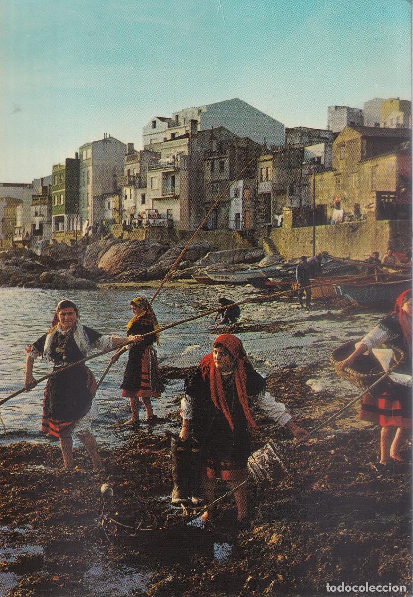 Postales: GALICIA RECOGIENDO ALGAS - Foto 1