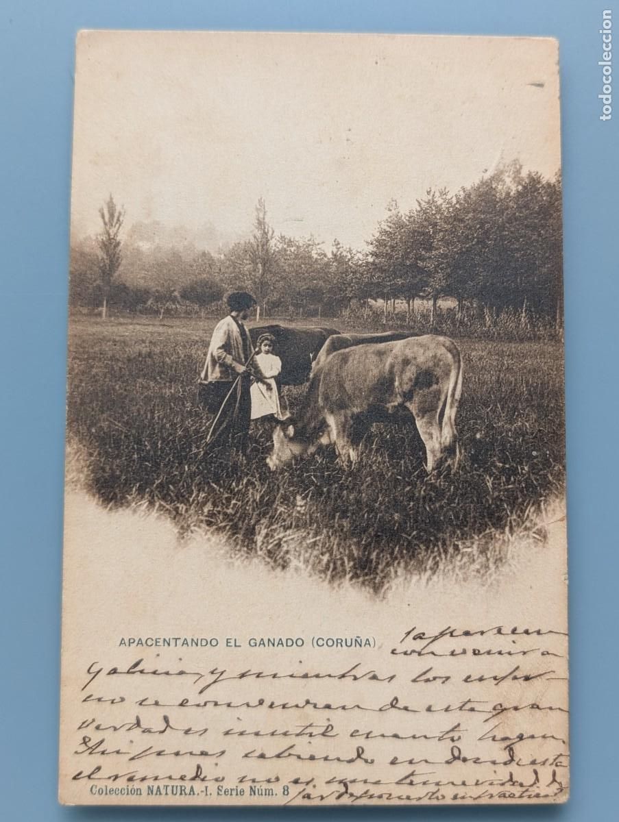 Postales: DIFICIL POSTAL SERIE I N&ordm; 8 CORU&Ntilde;A APACENTANDO EL GANADO TIPOS GALLEGOSS COL NATURA PERFECTA CONSERV