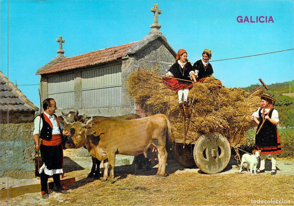 Postales: Postal Galicia Traje Regional y Carro de Vacas Escena Tradicional