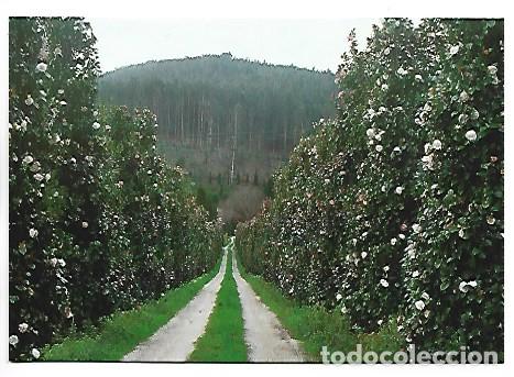 Postales: AVENIDA DE LAS CAMELIAS &rdquo;TORRE DE LAMA&rdquo;.- RIBERAS DEL SOR / LA CORU&Ntilde;A
