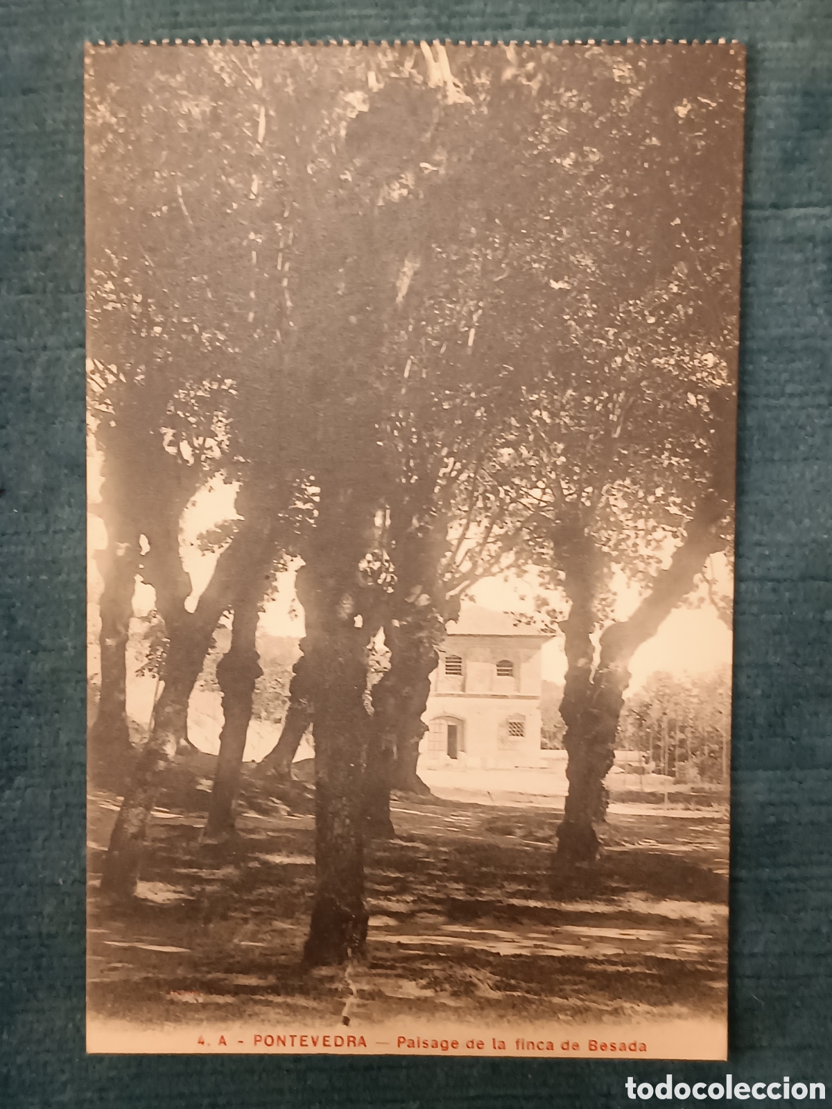 Postales: 4 A. PONTEVEDRA. Paisage de la finca de Besada