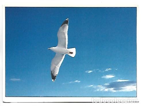 Postales: GAVIOTA, (LARIDAE).- MEDITERRANEO, COSTA BRAVA