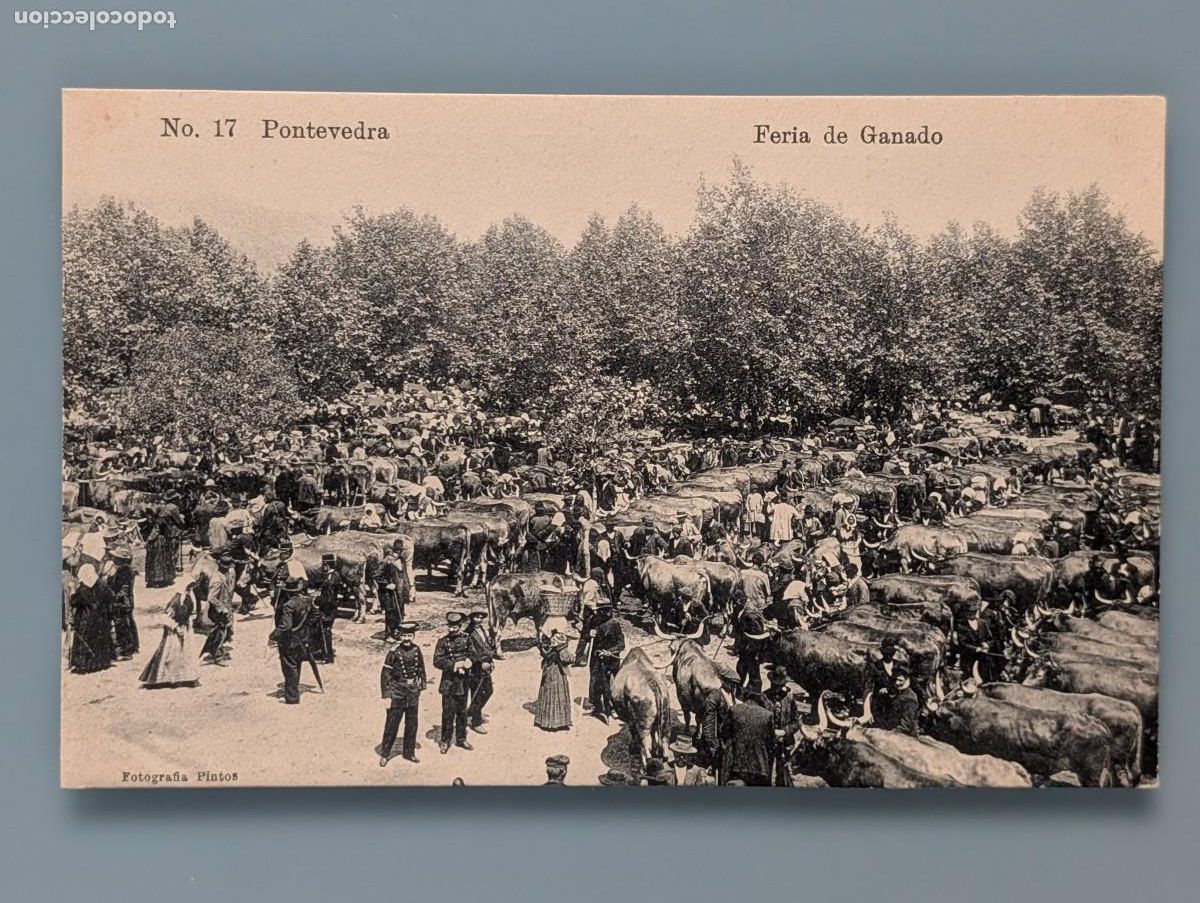 Postales: RARA POSTAL FERIA DE GANADO ED FOT PINTOS PONTEVEDRA VIGO GALICIA TIPOS GALLEGOS CORU&Ntilde;A