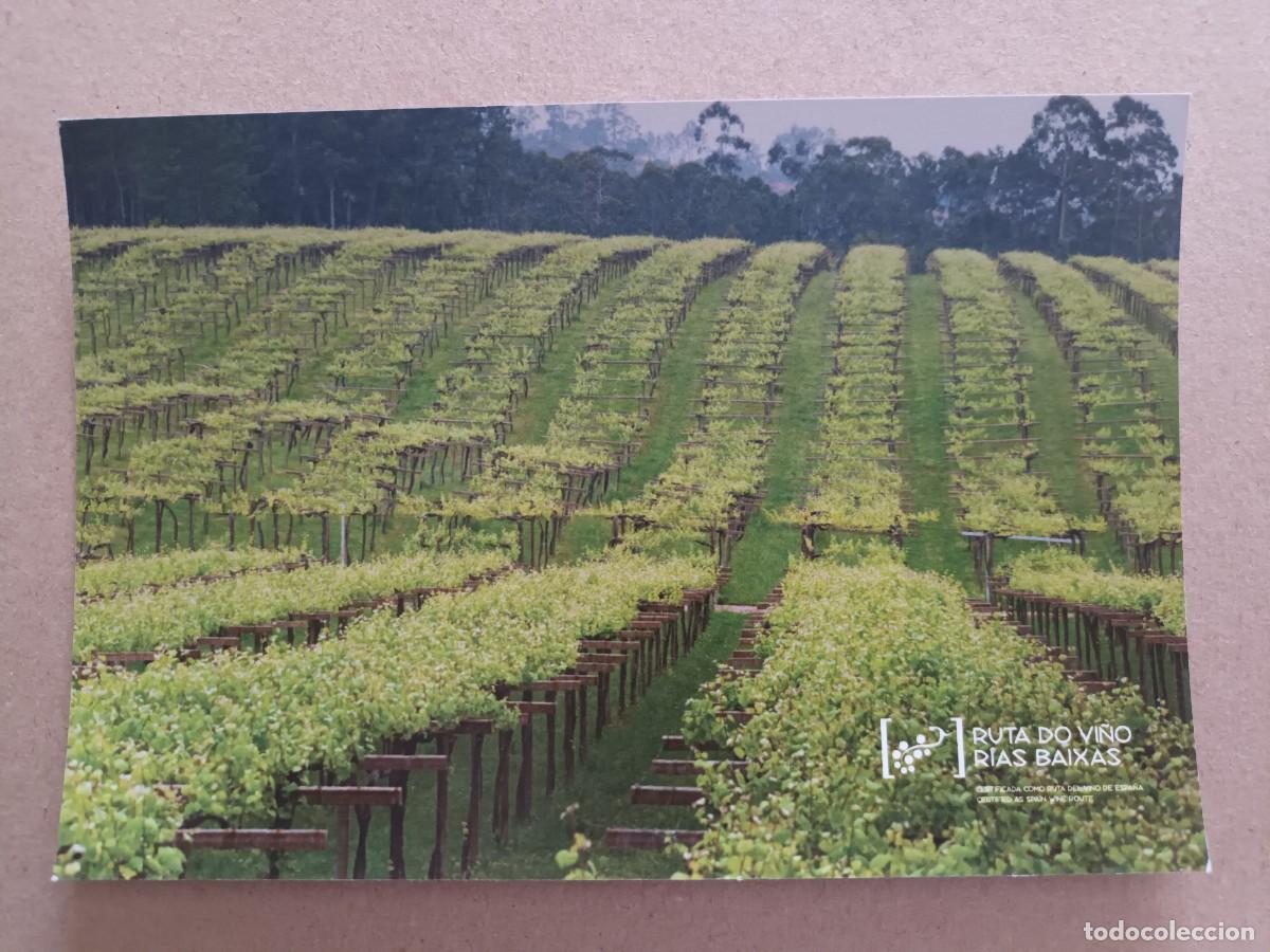 Postales: ENOTURISMO GALICA. RUTA DO VI&Ntilde;O RIAS BAIXAS (PONTEVEDRA)